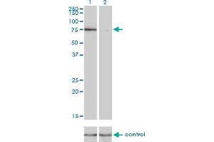 Western Blotting (WB) image for anti-Kinesin Family Member 2C (KIF2C) (AA 1-100) antibody (ABIN564770)