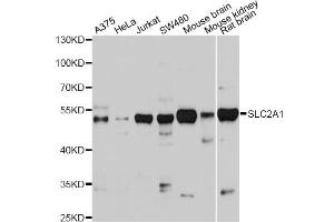 Western blot analysis of extracts of various cell lines, using SLC2A1 antibody (ABIN2559969) at 1:1000 dilution. (GLUT1 抗体)