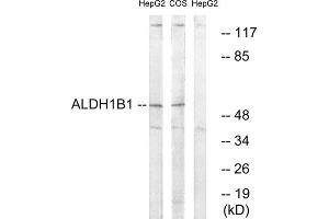 Western blot analysis of extracts from HepG2 cells and COS cells, using ALDH1B1 antibody. (ALDH1B1 抗体  (Internal Region))