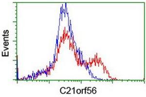 HEK293T cells transfected with either RC224562 overexpress plasmid (Red) or empty vector control plasmid (Blue) were immunostained by anti-C21orf56 antibody (ABIN2455751), and then analyzed by flow cytometry. (C21ORF56 抗体)