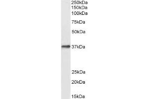 ABIN2562305 (0. (DARC 抗体  (N-Term))
