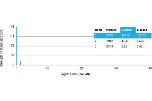 Protein Array (PAr) image for anti-CD63 (CD63) antibody (ABIN7456346)