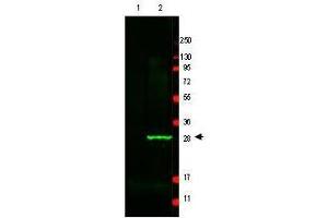 Image no. 1 for anti-Green Fluorescent Protein (GFP) antibody (ABIN1101734) (GFP 抗体)