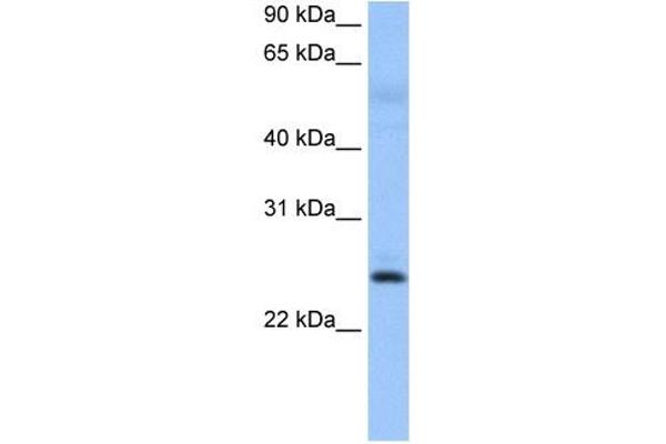 ROPN1B 抗体  (N-Term)