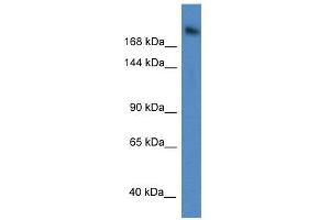 Western Blot showing WDR87 antibody used at a concentration of 1 ug/ml against A549 Cell Lysate (WDR87 抗体  (C-Term))