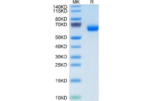 PILRA Protein (AA 20-197) (Fc Tag)