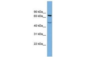 Image no. 1 for anti-Stromal Interaction Molecule 1 (STIM1) (AA 611-660) antibody (ABIN6743366) (STIM1 抗体  (AA 611-660))