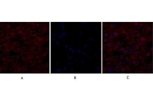 Immunofluorescence analysis of human liver tissue. (EIF2A 抗体)