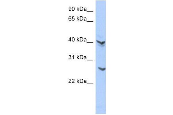 ATP6V0E2 抗体  (Middle Region)