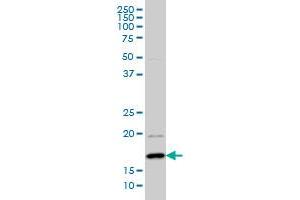 Western Blotting (WB) image for anti-Basic Leucine Zipper ATF-like Transcription Factor (BATF) (AA 34-125) antibody (ABIN564594)