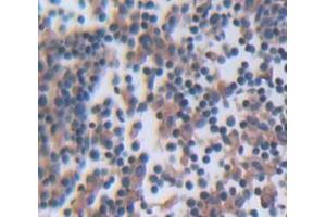 IHC-P analysis of Rat Tissue, with DAB staining. (GRAP2 抗体  (AA 15-247))