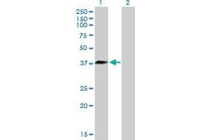 Western Blot analysis of DNAJB6 expression in transfected 293T cell line by DNAJB6 MaxPab polyclonal antibody. (DNAJB6 抗体  (AA 1-326))