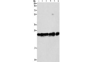 Western Blotting (WB) image for anti-sigma Non-Opioid Intracellular Receptor 1 (SIGMAR1) antibody (ABIN2422764) (SIGMAR1 抗体)