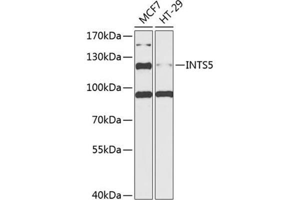 INTS5 抗体  (AA 120-400)