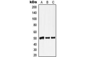 Western blot analysis of Lamin A/C expression in HepG2 colchicine-treated (A), mouse heart (B), rat heart (C) whole cell lysates. (Lamin A/C 抗体  (Center))