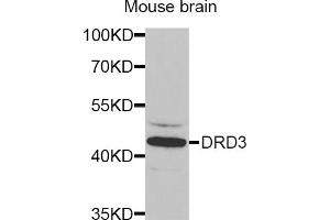 Western blot analysis of extracts of mouse brain, using DRD3 antibody (ABIN5970738) at 1/1000 dilution. (DRD3 抗体)