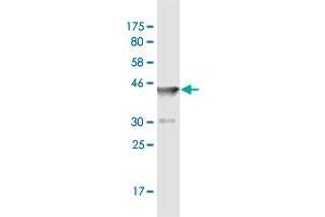 Western Blot detection against Immunogen (37. (NCOA4 抗体  (AA 505-614))