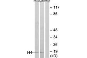 Western blot analysis of extracts from K562/A549, using Histone H4 (Ab-5) Antibody. (Histone H4 抗体  (AA 1-50))
