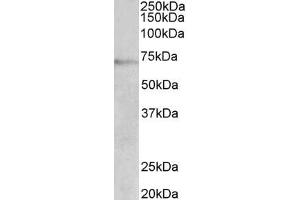 ABIN5900099 (2 µg/ml) staining of Jurkat lysate (35 µg protein in RIPA buffer). (DBH 抗体  (AA 437-448))
