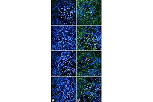 Immunocytochemistry/Immunofluorescence analysis using Rabbit Anti-Tau Monoclonal Antibody, Clone AH36 (ABIN6932894). (tau 抗体  (pSer202, pThr205) (APC))