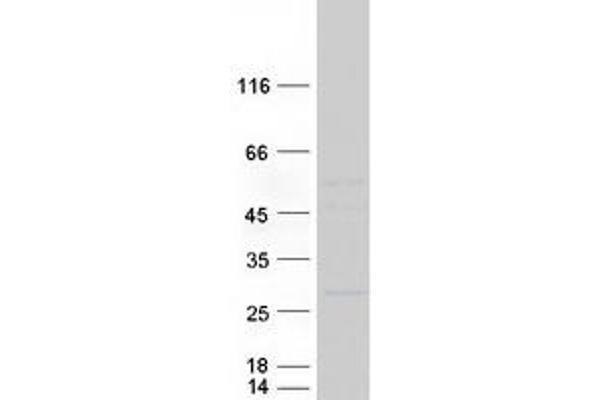 KLRA1 Protein (Myc-DYKDDDDK Tag)