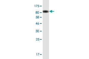 Western Blot detection against Immunogen (78. (TFEB 抗体  (AA 1-476))