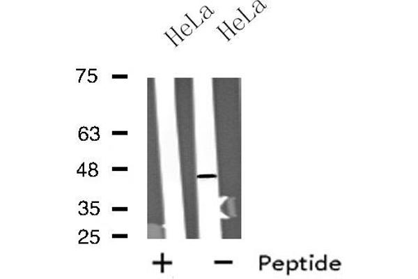 Motilin Receptor 抗体  (C-Term)