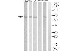 Western Blotting (WB) image for anti-Follistatin (FST) (Internal Region) antibody (ABIN1852806) (Follistatin 抗体  (Internal Region))