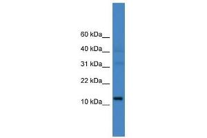 C14orf48 antibody used at 0. (LINC00521 抗体  (N-Term))