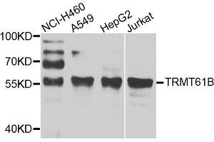 Western blot analysis of extracts of various cell lines, using TRMT61B antibody. (TRMT61B 抗体)