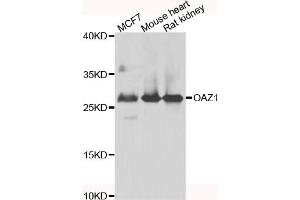 Western blot analysis of extracts of various cell lines, using OAZ1 antibody (ABIN5975538) at 1/1000 dilution. (OAZ1 抗体)
