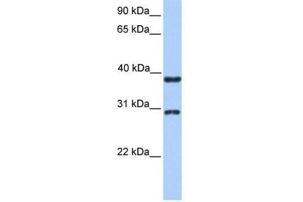 KLHDC1 抗体  (N-Term)