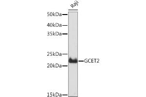 Western blot analysis of extracts of Raji cells, using GCET2 Rabbit mAb (ABIN7267378) at 1:1000 dilution. (GCET2 抗体)
