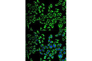 Immunofluorescence analysis of HeLa cells using HSPD1 antibody (ABIN5970357). (HSPD1 抗体)