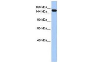 Image no. 1 for anti-Ubiquitin Protein Ligase E3A (ube3a) (C-Term) antibody (ABIN6743133) (ube3a 抗体  (C-Term))