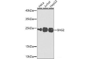 Western blot analysis of extracts of various cell lines using BAG2 Polyclonal Antibody at dilution of 1:1000. (BAG2 抗体)