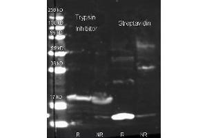 Western Blot of Rabbit Anti-Trypsin Inhibitor Antibody and Rabbit Anti-Streptavidin Antibody. (Streptavidin 抗体  (Biotin))