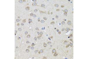 Immunohistochemistry of paraffin-embedded rat brain using SPR antibody. (SPR 抗体)