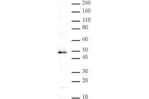 MBD2 pAb tested by Western blot. (MBD2 抗体)