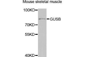 Western blot analysis of extracts of mouse skeletal muscle, using GUSB antibody (ABIN5974998) at 1/1000 dilution. (Glucuronidase beta 抗体)