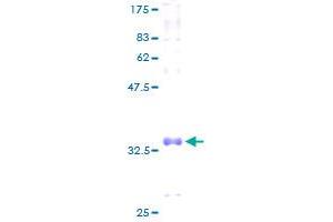 Image no. 1 for Cytochrome C Oxidase Subunit VIIa Polypeptide 1 (Muscle) (COX7A1) (AA 1-79) protein (GST tag) (ABIN1350149) (COX7A1 Protein (AA 1-79) (GST tag))