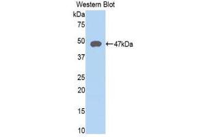 Western Blotting (WB) image for anti-Lysosomal-Associated Membrane Protein 2 (LAMP2) (AA 193-375) antibody (ABIN1859613) (LAMP2 抗体  (AA 193-375))