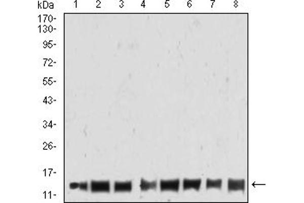 Histone Cluster 2, H4a (HIST2H4A) (3meLys20) 抗体