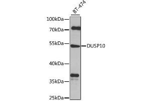 Western blot analysis of extracts of BT-474 cells, using DUSP10 antibody. (DUSP10 抗体)