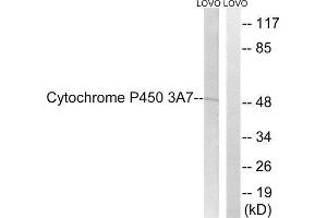 Western Blotting (WB) image for anti-Cytochrome P450, Family 3, Subfamily A, Polypeptide 7 (CYP3A7) (Internal Region) antibody (ABIN1852643) (CYP3A7 抗体  (Internal Region))