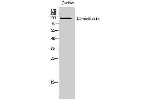 Western Blotting (WB) image for anti-LI Cadherin (Internal Region) antibody (ABIN3185381) (LI Cadherin 抗体  (Internal Region))