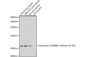 Western blot analysis of extracts of various cell lines, using Symmetric DiMethyl-Histone H3-R26 antibody (ABIN3017473, ABIN3017474, ABIN3017475 and ABIN6220103) at 1:500 dilution. (Histone 3 抗体  (H3R26me2))