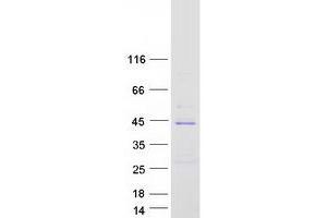 Validation with Western Blot (ANKRD58 Protein (Myc-DYKDDDDK Tag))