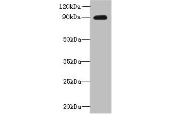 OXR1 抗体  (AA 401-600)