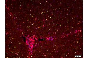 Formalin-fixed and paraffin embedded pig liver labeled with Anti-GFP Polyclonal Antibody, FITC Conjugated -FITC) at 1:200 for 60 min at 37C, followed by labeling with Anti-CK18 Polyclonal Antibody, Cy5 Conjugated -Cy5) at 1:200 for 60 min at 37C and DAPI staining (GFP 抗体  (AA 25-120))